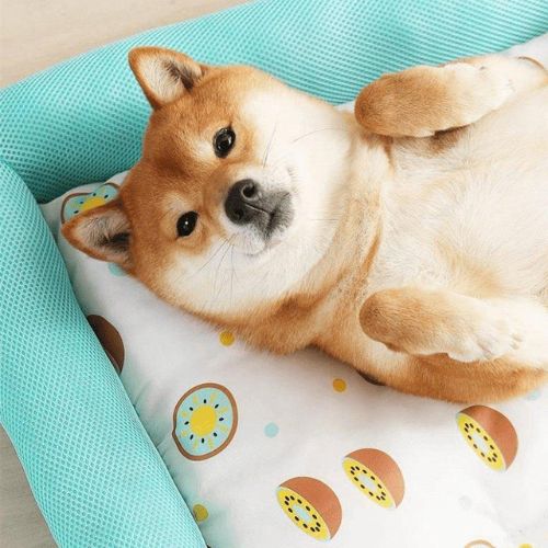 Cama de verano para perro