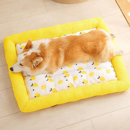 Cama de verano para perro