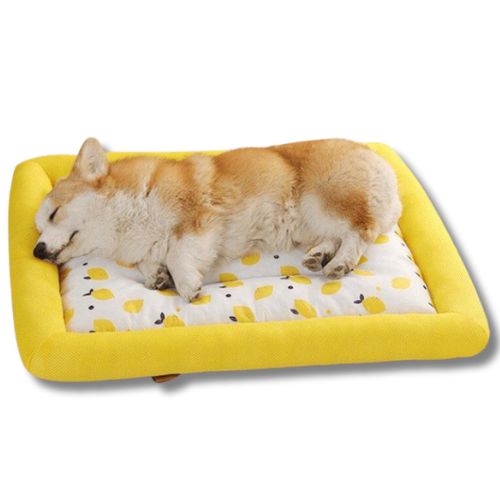 Cama de verano para perro