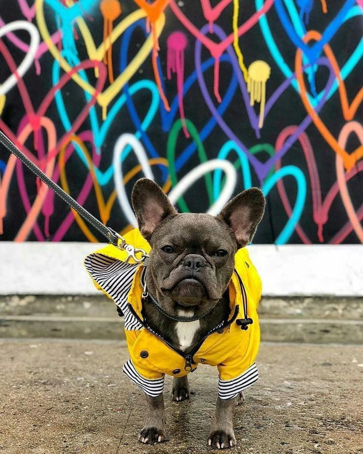 Chubasquero - MascotaGadget.com