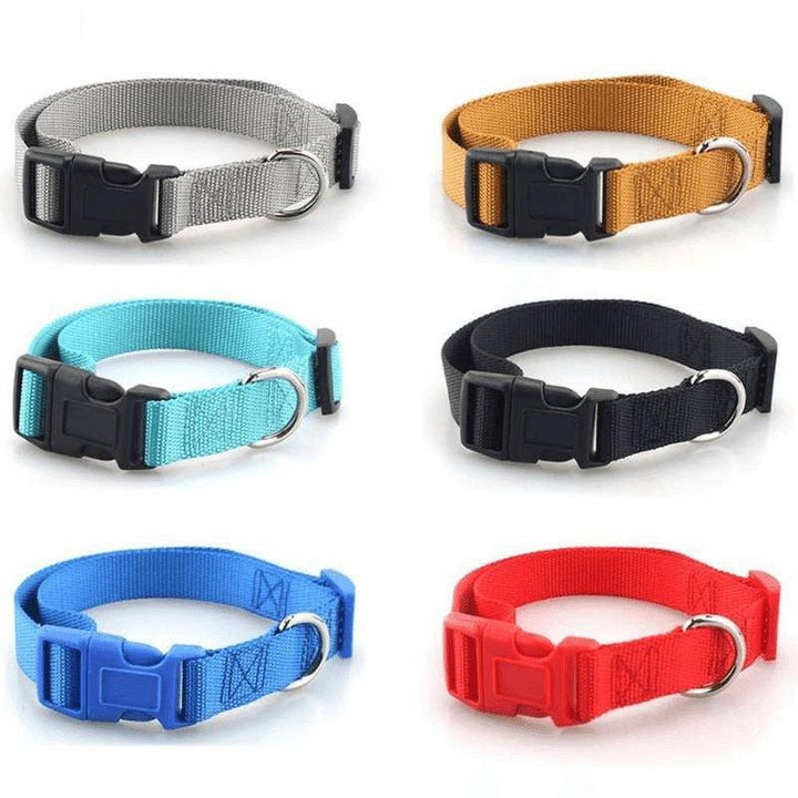 Collar Basic para Perro - MascotaGadget.com