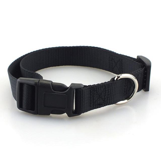 Collar Basic para Perro - MascotaGadget.com