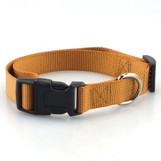 Collar Basic para Perro - MascotaGadget.com